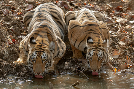 在塔多巴和哈里虎保留地两只年轻的老虎饮用水在加杜巴和哈里虎保留地在加德拉普尔和马哈施特图片