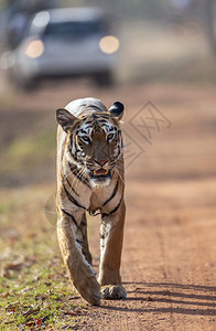 在路上看到老虎在路上看到塔多巴沙达普尔马哈拉施特在路上看到塔多巴马哈拉施特图片