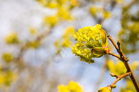 春花在波兰图片