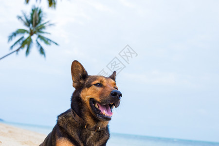 在海滩玩耍的中国昆明犬图片