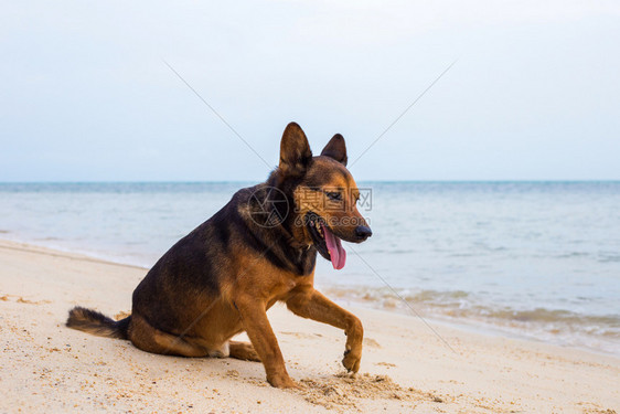 在海滩玩耍的中国昆明犬图片