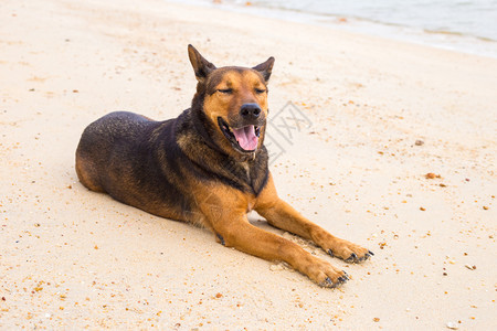 在海滩玩耍的中国昆明犬图片