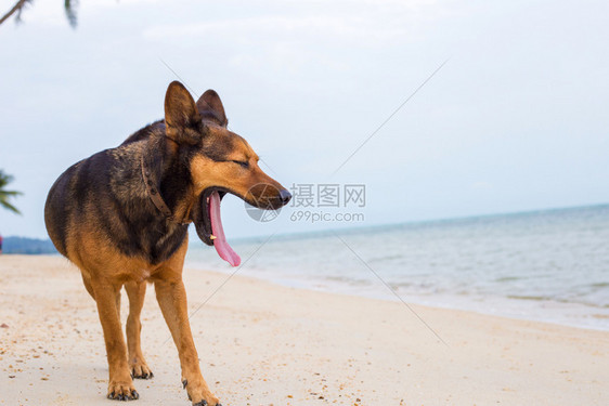 在海滩玩耍的中国昆明犬图片