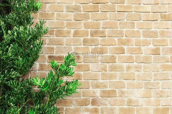 旧砖墙的抽象背景绿色植物在框架古老和倒影背景上图片