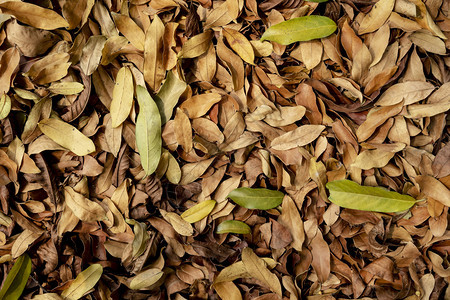 古棕色树叶在地面的自然背景模式抽象背景图片