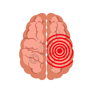 大脑活动矢量说明图片