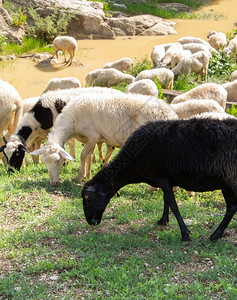 大绵羊和山群在上的绿放牧图片素材