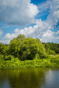 农村河流地貌附近的绿柳树图片