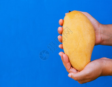 手握黄芒果的女子手握着黄芒果在明蓝背景下与世隔绝图片