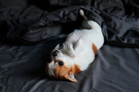 可爱的吉娃狗躺在床上用黑灰毯盯着照相机看图片
