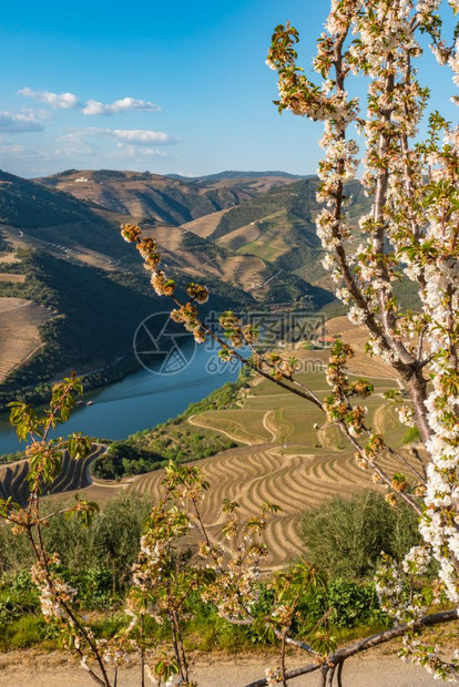 Duro河谷和Pinhao村附近河流的梯田葡萄园景象图片