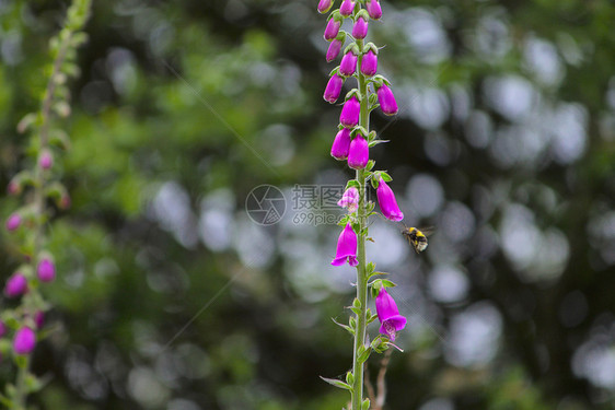 蜜蜂和鲜花郡软木伊莱兰图片