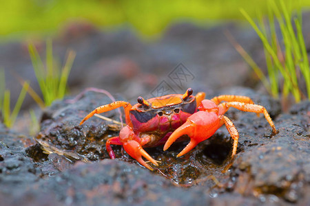 GubernatoiThckeryi一种新发现的彩色淡水螃蟹沙塔拉马哈施特印地安那图片