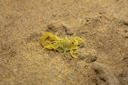 蝎子正形沙漠公园拉贾斯坦邦印地亚图片