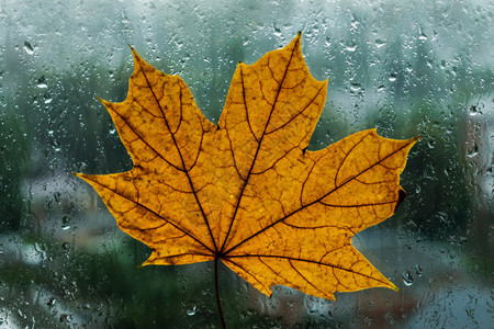 黄色的枫叶在雨中晒衣夹上的落叶在雨中变湿背景是树木图片