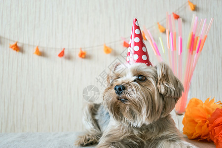 约克夏梗犬图片 约克夏梗犬素材 约克夏梗犬高清图片 摄图网图片下载