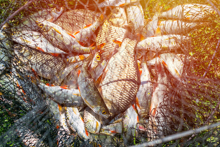 许多蟑螂在渔网上捕捉鱼概念好渔获新鲜鱼刚从水上捕到渔获物在网上图片