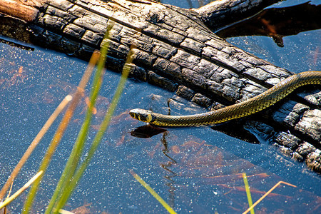 欧洲的草蛇在波兰摩尔湖中图片