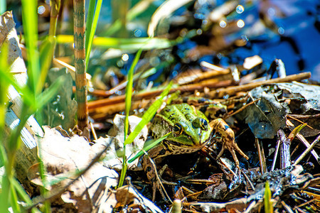欧洲普通青蛙在poland的池塘中图片