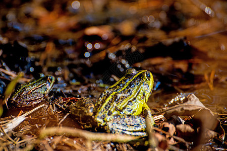 欧洲普通青蛙在poland的池塘中图片