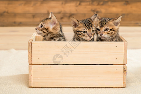 三只小猫在木盒子里小猫的特写肖像图片