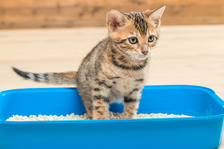 专心的猫咪在厕所托盘上做重要的事情图片