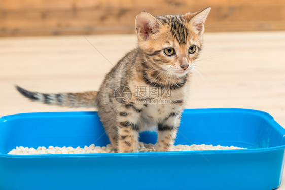 专心的猫咪在厕所托盘上做重要的事情图片