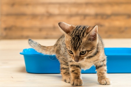 小猫和托盘孟加拉小猫的特写肖像图片