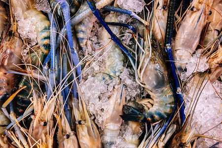 在新鲜海市场最顶尖的视野下冷冰上紧闭新鲜的咸河虾图片