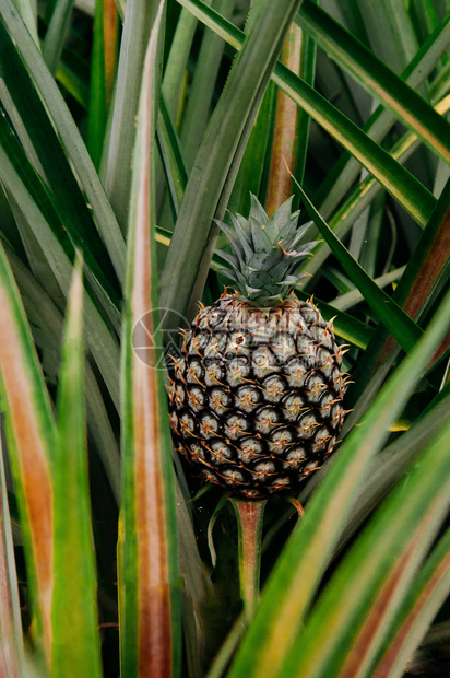灌木上新鲜菠萝绿叶平淡背景农产品种植