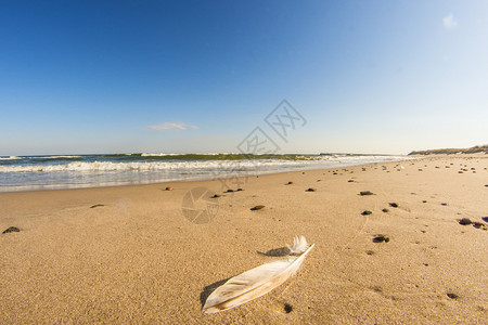 在黄海沙滩的羽毛上有冲浪和蓝天空图片