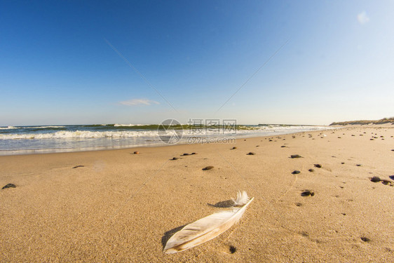 在黄海沙滩的羽毛上有冲浪和蓝天空图片