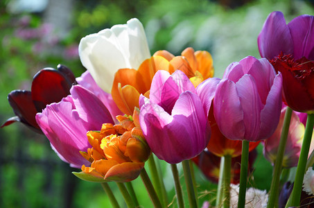 在阳光明媚的白天花朵多彩春季概念花朵多彩图片