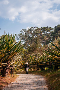 25daltvienam热带绿红的长滩公园女丁在石路边佩戴维特名帽漫步图片
