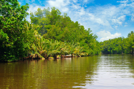 河岸上的热带棕榈林长相美景和丽的色图片