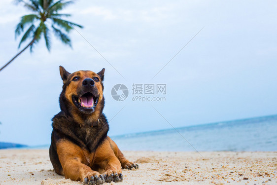 一条狗在沙滩上抓伤了自己海与夏的概念图片