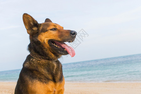 在沙滩上玩的快乐狗夏天概念图片