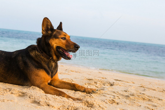 在沙滩上放松快乐的狗夏天概念图片