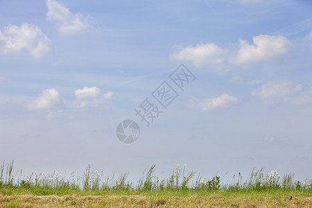 蓝天空下露出白花和黄色夏内脏有云图片