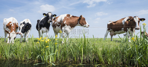 站在运河岸边的奶牛肖像图片