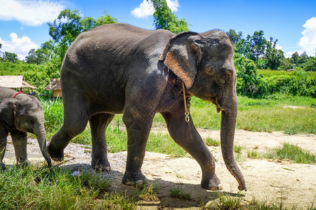 泰兰岛公园里受保护的大象图片