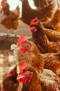 棕红羽毛和鸡肉农场亚裔当地有机农场概念图片