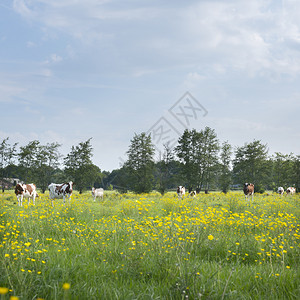 在乌特勒支附近的杜奇夏草原和内地的阿姆斯福特图片