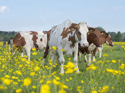在乌特勒支附近的杜奇夏草原上的奶牛图片