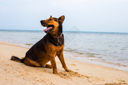 沙滩狗在沙滩上放松快乐的狗夏天概念背景