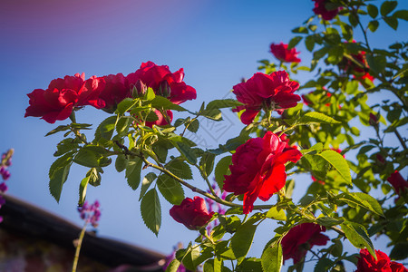 花园里的玫瑰紧贴着红色攀登的花朵图片