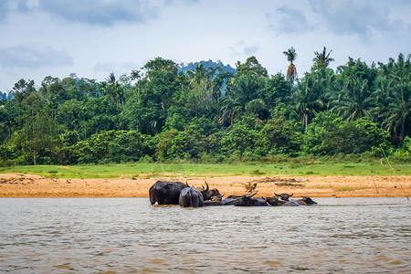 河流中的野生水牛塔曼尼加拉公园马来西亚图片