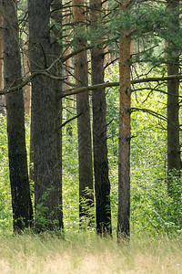 莫斯科地区松树林中夏季绿图片