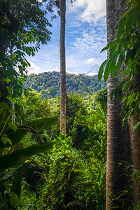 热带雨林景观塔曼尼加拉公园马来西亚丛林景观塔曼尼加拉公园马来西亚图片