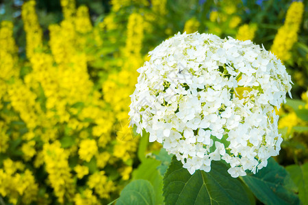 白色五花草的氟化紧花岗背景图片素材